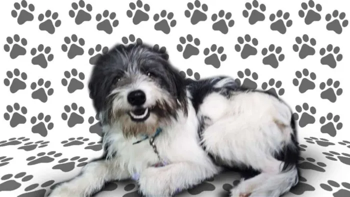 Cachorro ra a srd idade 1 ano nome Raposo