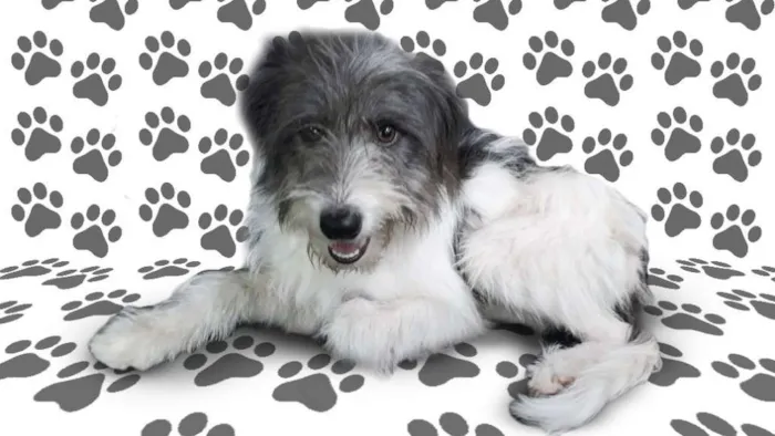 Cachorro ra a srd idade 1 ano nome Raposo