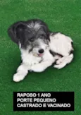 Raposo