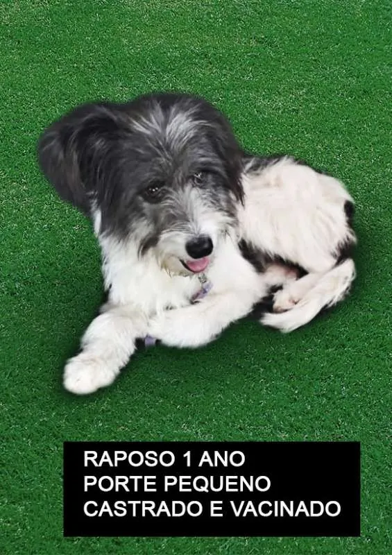 Cachorro ra a srd idade 1 ano nome Raposo