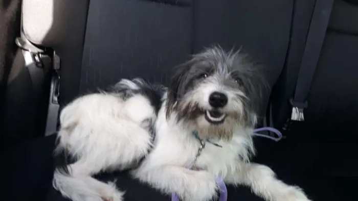 Cachorro ra a srd idade 1 ano nome Raposo
