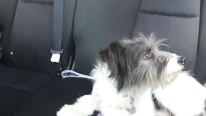 Cachorro ra a srd idade 1 ano nome Raposo