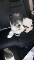 Raposo