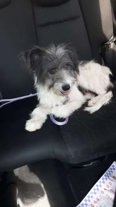 Cachorro ra a srd idade 1 ano nome Raposo