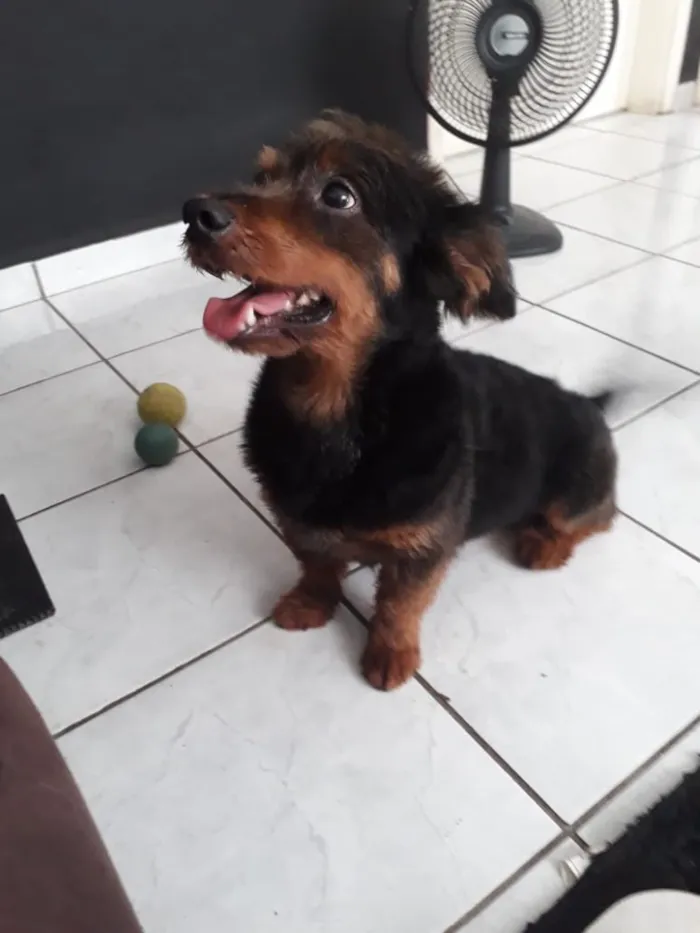 Cachorro ra a Sem pedigree idade 6 ou mais anos nome Tito