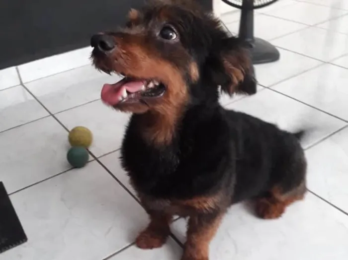 Cachorro ra a Sem pedigree idade 6 ou mais anos nome Tito