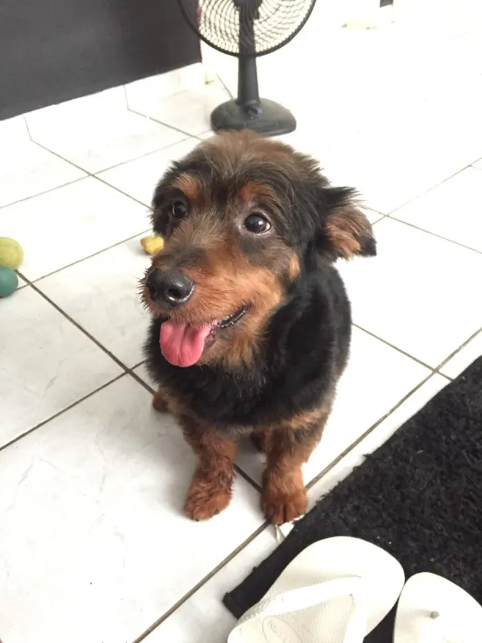 Cachorro ra a Sem pedigree idade 6 ou mais anos nome Tito
