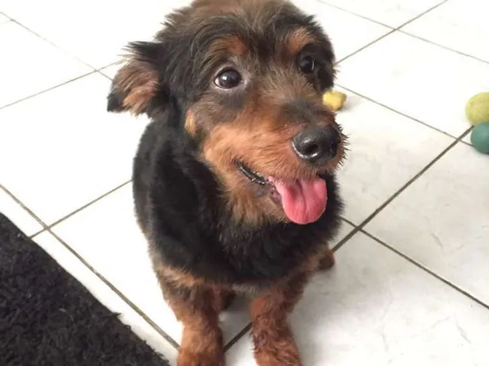 Cachorro ra a Sem pedigree idade 6 ou mais anos nome Tito