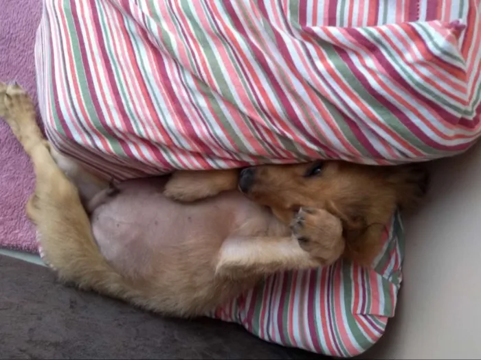 Cachorro ra a Srd idade 2 a 6 meses nome Dobby