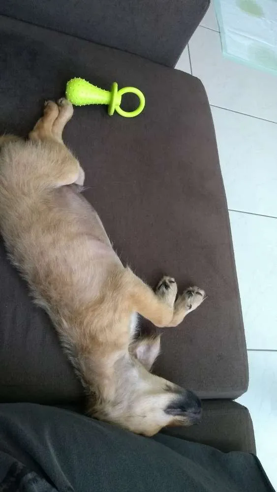 Cachorro ra a Srd idade 2 a 6 meses nome Dobby