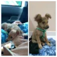 Dobby