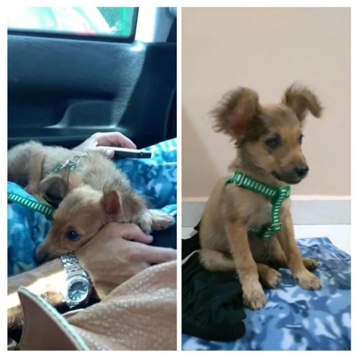 Cachorro ra a Srd idade 2 a 6 meses nome Dobby