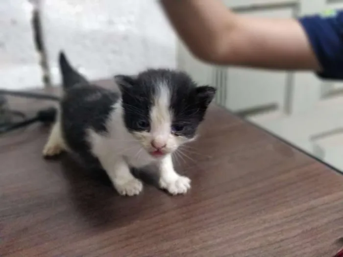 Gato ra a  idade Abaixo de 2 meses nome Pérolas