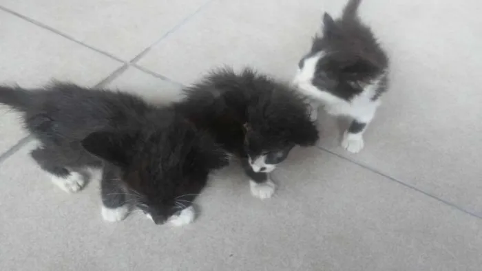 Gato ra a  idade Abaixo de 2 meses nome Pérolas