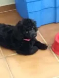 Teddy