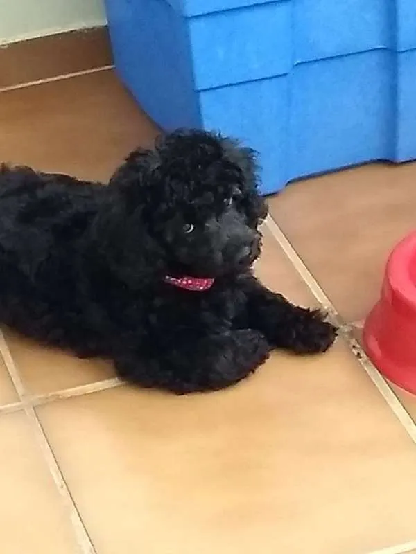 Cachorro raça Poodle idade 2 a 6 meses nome Teddy