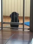 Teddy