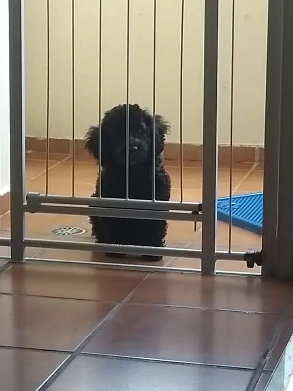 Cachorro raça Poodle idade 2 a 6 meses nome Teddy