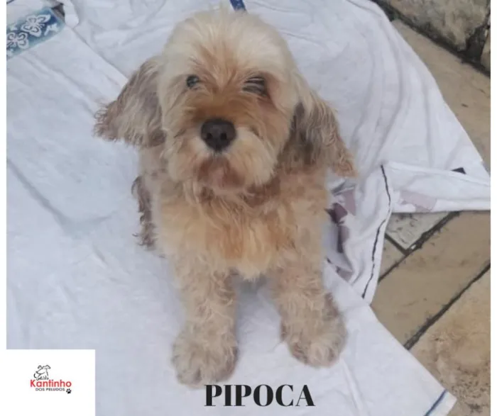 Cachorro ra a Lhasa Apso idade 6 ou mais anos nome Pipoca Pequeno