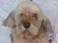 Pipoca Pequeno