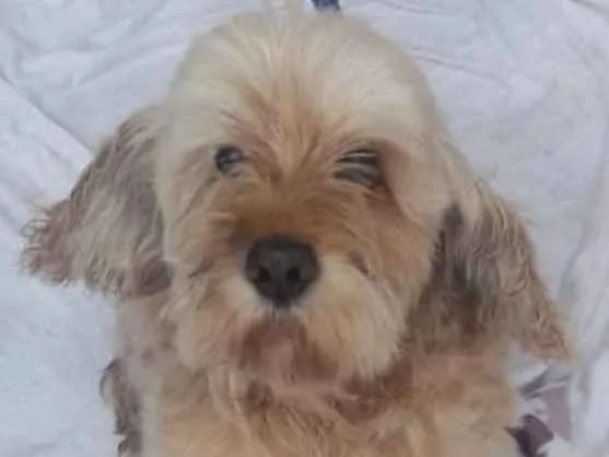 Cachorro ra a Lhasa Apso idade 6 ou mais anos nome Pipoca Pequeno