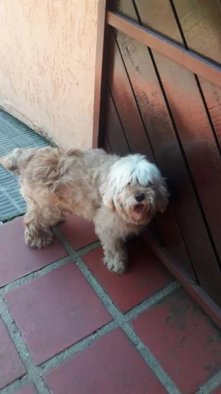 Cachorro ra a Lhasa Apso idade 6 ou mais anos nome Pipoca Pequeno