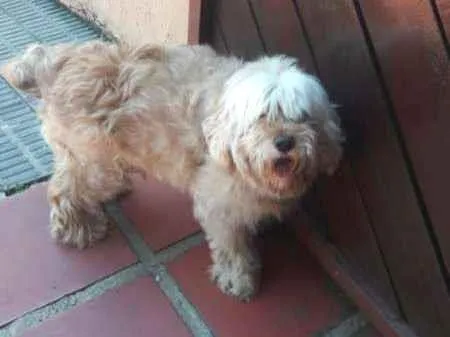 Cachorro ra a Lhasa Apso idade 6 ou mais anos nome Pipoca Pequeno
