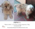 Pipoca Pequeno