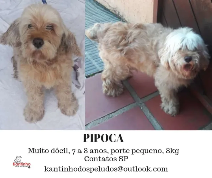 Cachorro ra a Lhasa Apso idade 6 ou mais anos nome Pipoca Pequeno