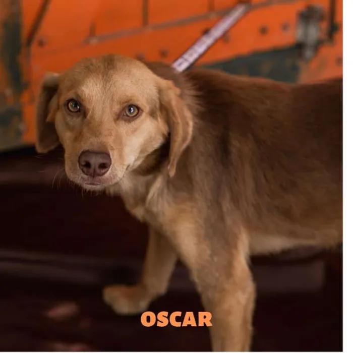 Cachorro ra a  idade 1 ano nome Oscar Pequeno