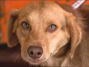 Cachorro raça  idade 1 ano nome Oscar Pequeno