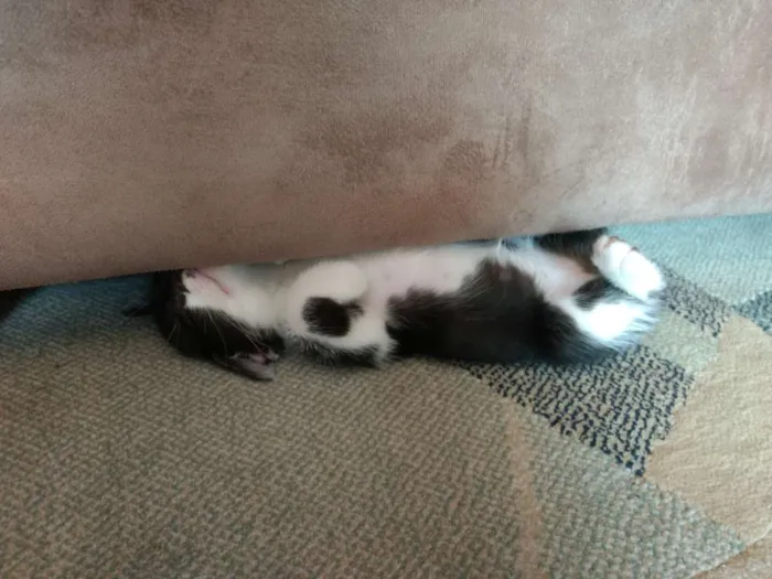 Gato ra a Vira Lata idade Abaixo de 2 meses nome Agnes