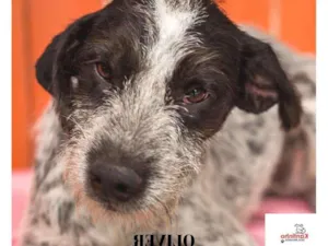 Cachorro raça  idade 1 ano nome Oliver Pequeno