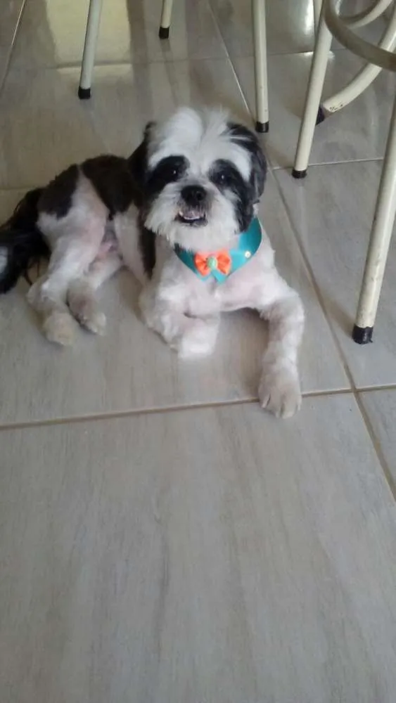 Cachorro ra a Shitzu idade 6 ou mais anos nome Bruninho