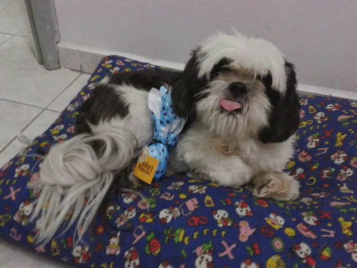 Cachorro ra a Shitzu idade 6 ou mais anos nome Bruninho