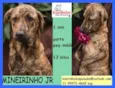 Mineirinho Jr