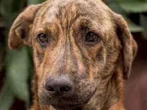 Cachorro raça  idade 1 ano nome Mineirinho Jr