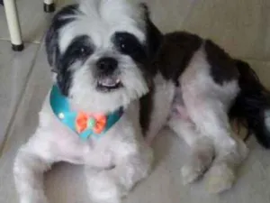 Cachorro raça Shitzu idade 6 ou mais anos nome Bruninho