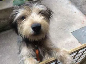 Cachorro raça Sem raça definida idade 7 a 11 meses nome Thor