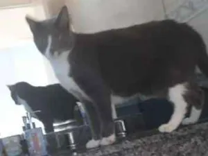 Gato raça SRD idade 5 anos nome Cinzão