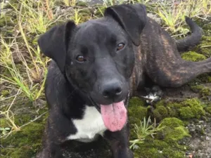 Cachorro raça SRD idade 1 ano nome Dengoso