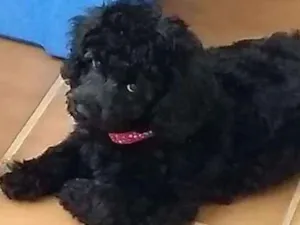 Cachorro raça Poodle idade 2 a 6 meses nome Teddy