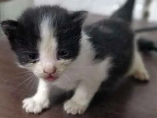 Gato ra a  idade Abaixo de 2 meses nome Pérolas