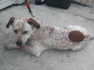 Cachorro raça SRD idade 2 anos nome  Grandão