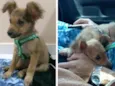 Dobby