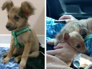 Cachorro raça Srd idade 2 a 6 meses nome Dobby