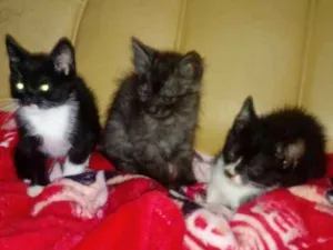 Gato raça Srd idade 2 a 6 meses nome Pretinha