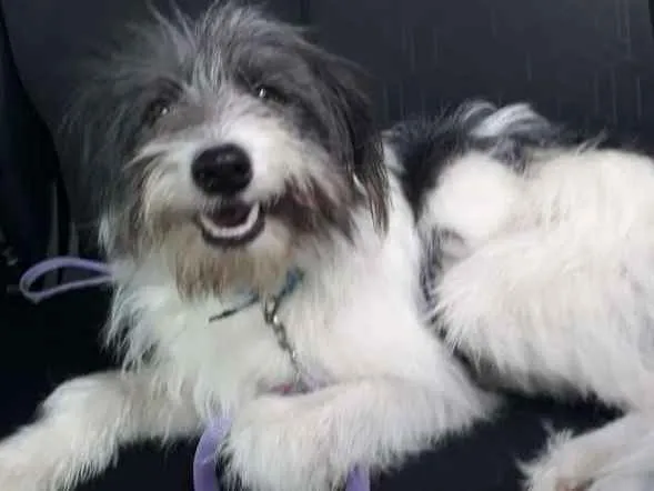 Cachorro ra a srd idade 1 ano nome Raposo