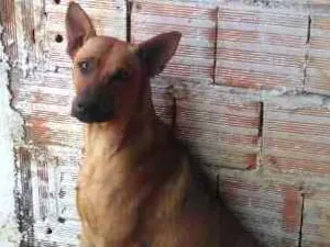 Cachorro raça Dobermann idade 2 a 6 meses nome marley