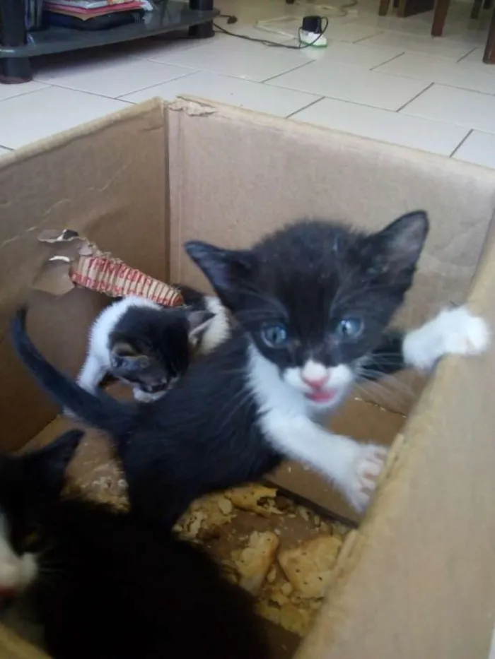 Gato raça não sei idade 2 a 6 meses nome Savana Joana Morgana